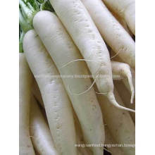 Exporter of Freeze Dried Radish